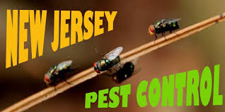 This plan includes 4 service visits per year and include a thorough inspection and preventive pest control services in and around your home. The 6 Best Options For Pest Control In New Jersey 2021