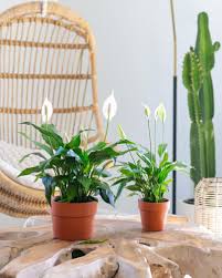 Maybe you would like to learn more about one of these? Indoor Plant Trends Do You Own The Most Instagrammed Greenery The West Australian