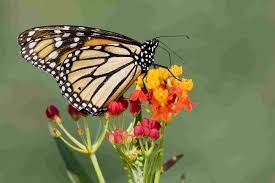 The monarch butterfly ( オオカバマダラ, ookabamadara ? Flowers That Attract Monarch Butterflies