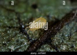 Image result for Tetranychidae grapevine