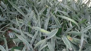 Image result for Sansevieria metallica