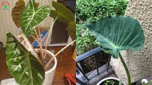 Elephant ears are generally easy going plants and don't require bring the elephant ear plant indoors during these months as elephant ears are quite susceptible to frost. Why Are My Elephant Ear Leaves Curling And Solutions Garden For Indoor