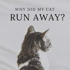 As far as we can tell, cats have a homing instinct, which means that they can perceive direction using something beyond the five ordinary senses of taste, smell, sight, touch and hearing. Why Do Cats Run Away And Leave Home Or Not Come Back Pethelpful