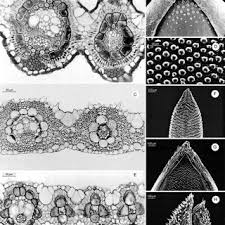 Image result for Panicum monticola