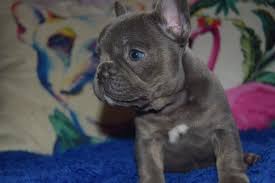 Chris kriaris told fox 10 in phoenix his dog was stolen on jan. French Bulldog Phoenix