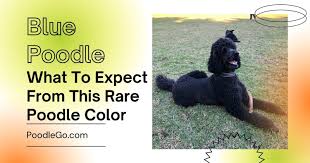 We did not find results for: Blue Poodle What To Expect From This Rare Poodle Color