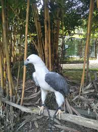 Tahun 1895, ahli ornitologi swiss, johann buttikofer memberi keterangan. Jalan Jalan Taman Burung Seberang Jaya