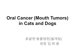 Most oral cancers are a type called squamous cell carcinoma. Oral Cancer Mouth Tumors In Cats And Dogs Ppt Video Online Download