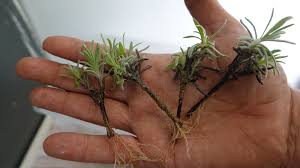 Image result for lavender cuttings