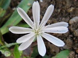 Image result for Lactuca inermis