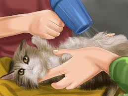 Kedi Nasil Yikanir Resimlerle Wikihow