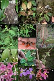 Image result for Dissotis pulchra
