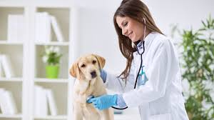 Maybe you would like to learn more about one of these? Dia Del Veterinario En Mexico 2021 Cuando Es Y Por Que Se Celebra Union Guanajuato