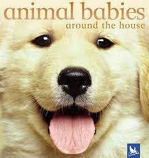 Animal Babies Around the House: Vicky Weber: 9780753458402: Amazon.com:  Books