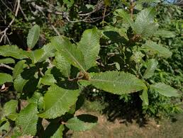Image result for Goat Willow