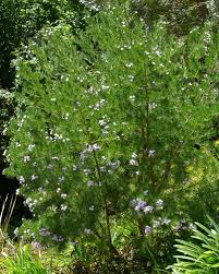 Image result for Psoralea arborea