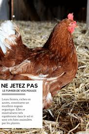 Poule Fumier Recyclage Elever Des Poules Poule Jardin Poulet
