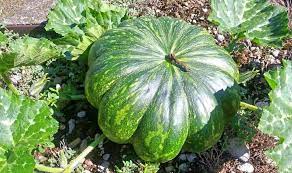 Kalabasa Squash Plant Fruit Squash Plant Pinoy Food Plants