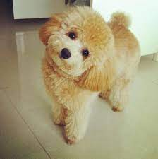 Toy Poodle Cute Dogs Poodle Puppy Cute Animals