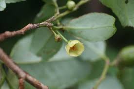 Image result for Pentaphylacaceae