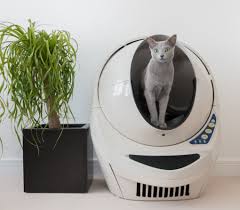 Tiger holds out the longest. Grey Is The New Black A Look At Grey Cat Breeds Litter Robot Blog