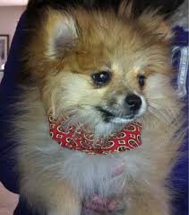 Paty Cantu On Twitter Les Presento A Mi Nuevo Hijo Hamster Http T Co Gl6ng3ve Twitter