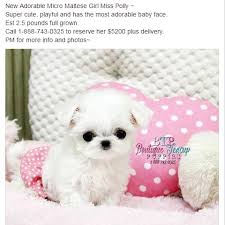 74,332 likes · 256 talking about this · 54 were here. Rspca Warns Against Buying South Korean Teacup Puppies Sold On Facebook