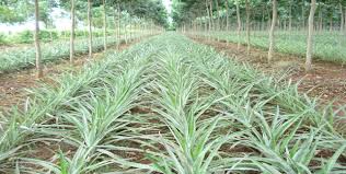 Pokok getah adalah sejenis tumbuhan tropika dan termasuk dalam tanaman jangka panjang atau tanaman saka. Peningkatan Pendapatan Pekebun Kecil Getah Melalui Integrasi Tanaman Berasaskan Getah Institut Kajian Perladangan Ikp