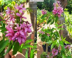 Image result for x Ruttyruspolia 'Phyllis van Heerden'