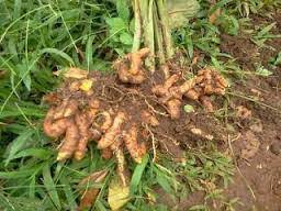 We did not find results for: Jahe Dan Kunyit Berkembang Biak Dengan Cara Cara Golden
