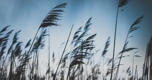 The Free Will of the Wind | Desiring God