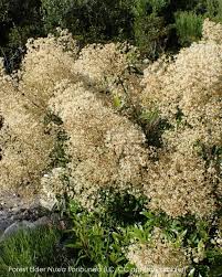 Image result for Nuxia floribunda