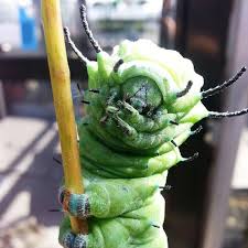 Atlas moth caterpillars are also impressive in their defense strategies. Houston Museum Of Nat Science On Instagram Atlas Moth Caterpillar The Atlas Moth Caterpillar Attacus Atlas Is A Atlas Moth Moth Caterpillar Caterpillar