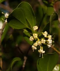 Image result for Psydrax fragrantissima