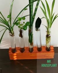 Zz plant propagation is quite easy, and here's all the information you need to grow it! Mr Houseplant Zz Plant Propagation Zzs Are Usually