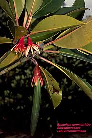 Image result for Rhizophoraceae