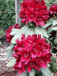 Francesca Rhododendron Rainier Rhododendrons Rhododendron Plants Rainier