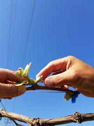 フルーツが創る季節の物語【古郡果樹園】