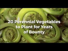 You can take your first harvest in the third growing season) 20 Perennial Vegetables To Plant Now And Enjoy Forever Youtube