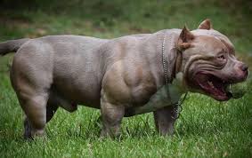 American Bully Black Pitbull Dog Price Top American Bully Kennels American Bully Kennels Bully Breeds Dogs Bully Dog
