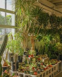 Image result for Centrostachys aquatica