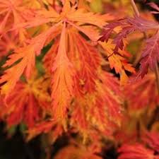 Our inventory is constantly changing. Loen Nursery Inc Japanese Maples