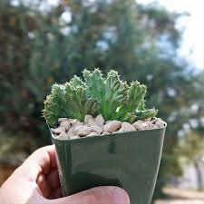 Image result for Huernia