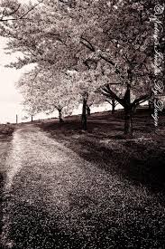 Beautiful Black And White Tree Pictures Beautiful Black White Photo Of Cherry Blossom Trees Landscape Photography Scenic Photos Landscape
