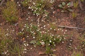 Image result for Paramollugo nudicaulis