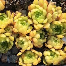 Sempervivum California Sukkulenten Pflanzen Pflanzen Sempervivum