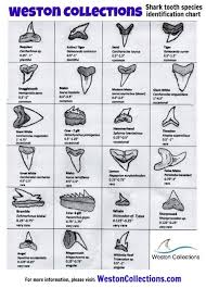 scientific shark tooth identification fossil shark tooth