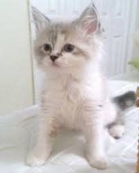 Ragdoll kittens for sale at dollinska ragdolls cattery of ragdoll cats and kittens located in naples florida. 12 Week Old Purebred Ragdoll Kitten For Sale Cfa Registered For Sale In Leesburg Florida Classified Americanlisted Com