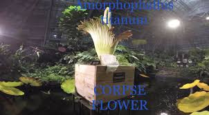 Corpse Flower Corpse Flower Titan Arum Corpse Flower Bloom