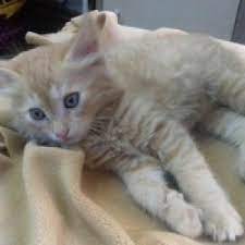 ruyada kedi isirmasi imam nablusi kedi hayvanlari blog